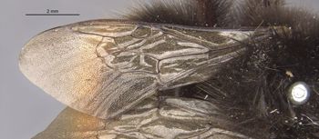 Media type: image;   Entomology 8985 Aspect: Wing front